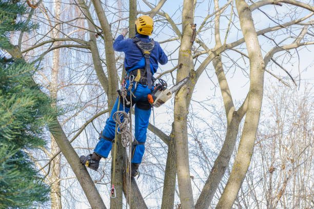 Leaf Removal in Timberlake, VA