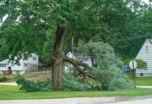 How Our Tree Care Process Works  in  Timberlake, VA